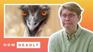 How dangerous are emus really  REACTION [upl. by Osmen]