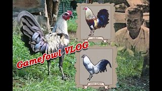 History of Grey Bloodline Gamefowl VLOG [upl. by Alleacim588]