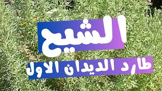 الشيح👌 استخدامه الصح القادر على طرد جميع الديدان من التربية 💯☑️ [upl. by Vesta]