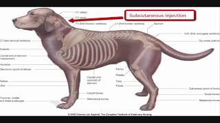 Intramuscular injection technique in dog [upl. by Aysan482]