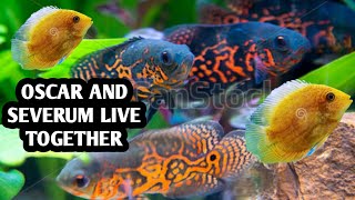 oscar tank mates with severum [upl. by Leong889]