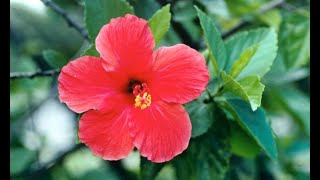 Hibisco planta medicinal  Hogarmanía [upl. by Jeremy]