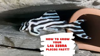 How to grow your L46 Zebra plecos fast [upl. by Aver]