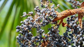 Germinating Trachycarpus wagnerianus x princeps seeds [upl. by Analaf880]