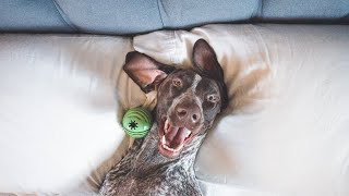 5 funny things about German Shorthaired Pointers [upl. by Bjorn637]