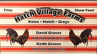 Rat graves pure penny hatch 2019 Hatch Village [upl. by Gnous]