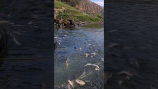 FISHING TO RIVER TIGRIS video fishing nature shortsvideo [upl. by Prakash112]