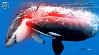 ORCA ─ Superpredator Whale and Shark Killer [upl. by Salakcin]