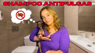 🐶SHAMPOO ANTIPULGAS para PERROS CASERO🧼 Fácil y Rápido⏰ [upl. by Norbert]