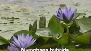 fragrant water lily Nymphaea odorata [upl. by Odnumyer]