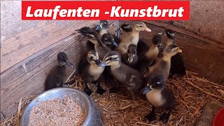 Laufenten Kunstbrut 2022  Mit der neuen Brutmaschiene Bruja 3000 [upl. by Juana597]