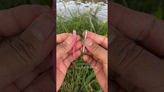 DIY Fishing Tackle How to set fishing bait fishing knotting fish diy tutorial [upl. by Virg547]