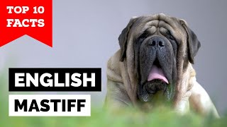 English Mastiff  Top 10 Facts [upl. by Aenitsirhc703]