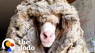 Sheep Covered In 80 Pounds Of Wool Makes Most Amazing Transformation  The Dodo Faith  Restored [upl. by Zasuwa491]