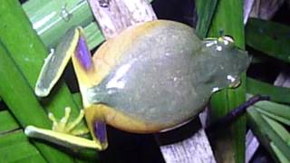 Dainty Green Treefrog Litoria gracilenta males calling 1 [upl. by Niroht]