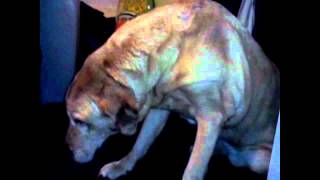 Senior Labrador with Arthritis and Joint Pain recovers with ChondroPaw [upl. by Keriann]