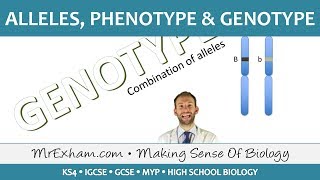 Alleles phenotype and genotype  GCSE Biology 91 [upl. by Nitsruk]