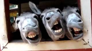 Four Funny Donkeys [upl. by Oliy]