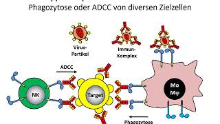 Zelluläre Rezeptoren FcRezeptoren [upl. by Tillo672]