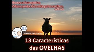 13 CARACTERÍSTICAS DAS OVELHAS [upl. by Hound724]