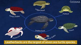 Everything You Wanted to Know about Leatherback Sea Turtles [upl. by Kirchner]