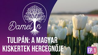 Tulipán A Magyar Kiskertek Hercegnője [upl. by Kluge607]