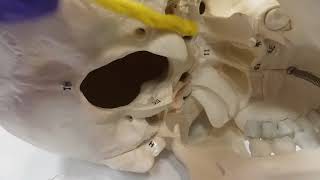 External Occipital Bone [upl. by Hallett984]