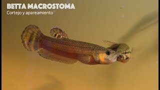 Betta Macrostoma cria  Betta Macrostoma spawn [upl. by Riordan]