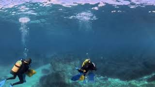 Posidonia Transplantation Exercise video 1 [upl. by Adranoel]