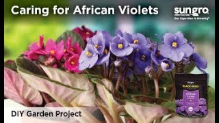 African Violet Care [upl. by Keegan]