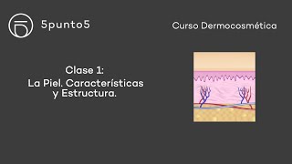 Curso Dermocosmética  Clase 1 La piel Características y estructura [upl. by Bolme]