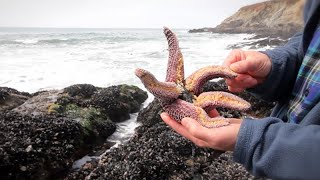 Marine Science Looks to the Sea Stars [upl. by Ycniuq]