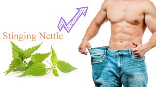 Benefits of Stinging Nettle Leaf for Your Health [upl. by Nyrmac581]