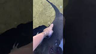 Petting a cownose stingray🥰 [upl. by Leta]