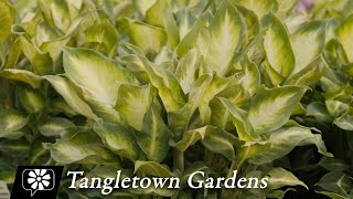 Tangletown Gardens [upl. by Analaf]