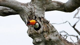 Toco Toucan Flies Away Leaving the Nest  Ramphastos toco Tucanuçu [upl. by Raman]