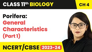 Porifera General Characteristics Part 1  Animal Kingdom  Class 11 Biology Chapter 4 NCERTCBSE [upl. by Goldman]