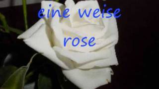 kastelruther spatzen eine weise rose [upl. by Andri]