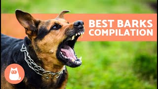 The Best Videos of DOGS BARKING 🐶🐾 BARKING of Angry Happy and Funny DOGS [upl. by Hamlen]