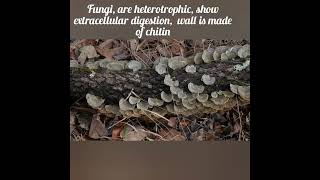 fungi heterotrophs extracellular digestion decomposersshorts youtubeshorts biology facts [upl. by Ellennad]