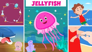 Learn About Jellyfish  How Does A Jellyfish Sting  Jellyfish Life Cycle  Video For Kids [upl. by Platto]