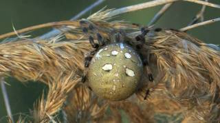 Araneus quadratus  various colors  Vierfleck Keuzspinne [upl. by Catlin648]