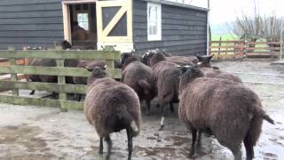 Zwartbles komen in de nieuwe schuur [upl. by Edrahc169]