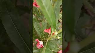 nature 🌵garden☘️ flowers🌺 Impatiens Balsamina🌺radhe radhe🙏🏻  naval kishori🙏🏻 [upl. by Anastas579]