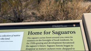 Touring the Saguaro Cactus Forest near Tucson Arizona [upl. by Richmond]