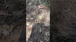 Releasing an extremely venomous Dugite baby Pseudonaja Affinis [upl. by Lanrev795]