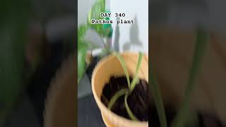 DAY 340 of monitoring the Pothos plant [upl. by Shah]