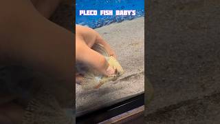 pleco fish breeding shorts viral pleco fishbreeding oscarfish youtubeshorts [upl. by Idnac]