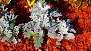 How to Grow Cineraria from Seed [upl. by Elison]