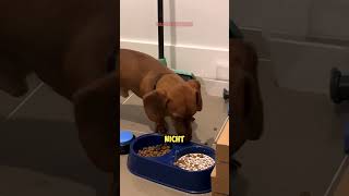 Hund überlistet Besitzer mit SCHOCKIERENDEN Futtertrick 🐶❤️🥣 [upl. by Cesare]